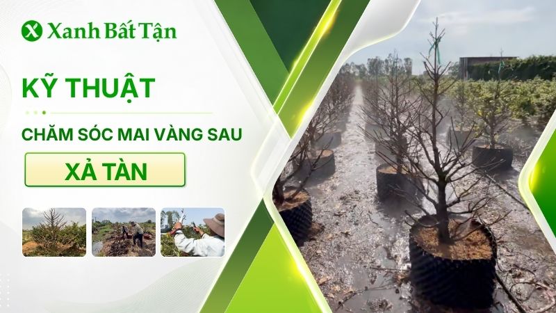 Kỹ thuật chăm sóc Mai vàng sau khi xả tàn