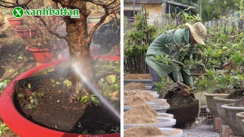Vệ sinh cây, thay đất trồng Mai