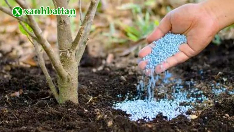 Chế độ bón phân, chăm sóc phù hợp