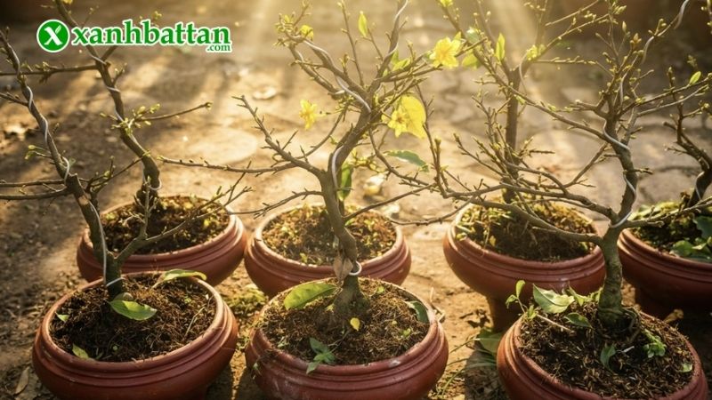 Chế độ tưới nước hợp lý