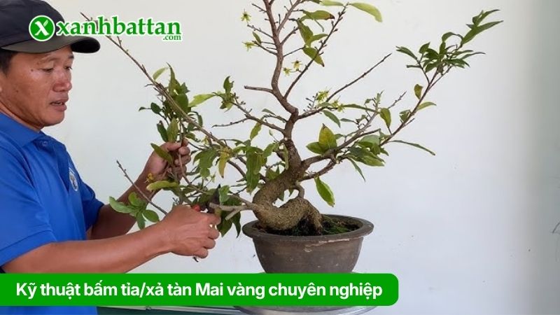 Kỹ thuật bấm tỉa/xả tàn Mai vàng chuyên nghiệp