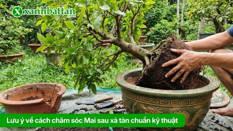 Lưu ý về cách chăm sóc Mai sau xả tàn chuẩn kỹ thuật