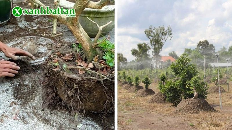 Hướng dẫn cách trồng Mai vàng xuốt đất chi tiết