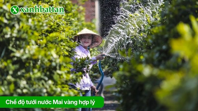 Chế độ tưới nước cho Mai vàng hợp lý