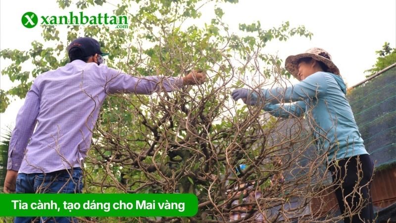 Tỉa cành, tạo dáng cho Mai vàng