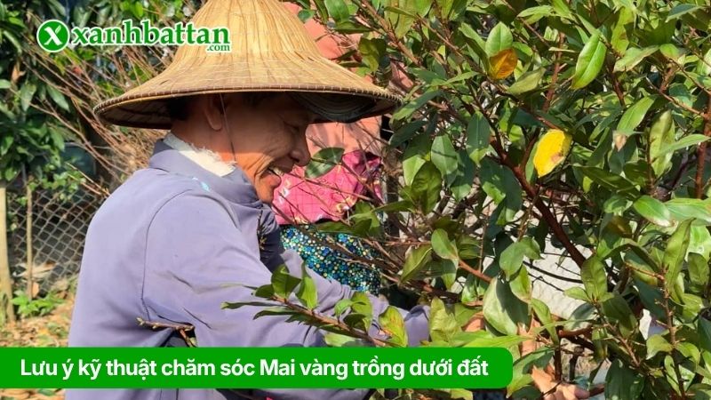 Lưu ý kỹ thuật chăm sóc Mai vàng trồng dưới đất