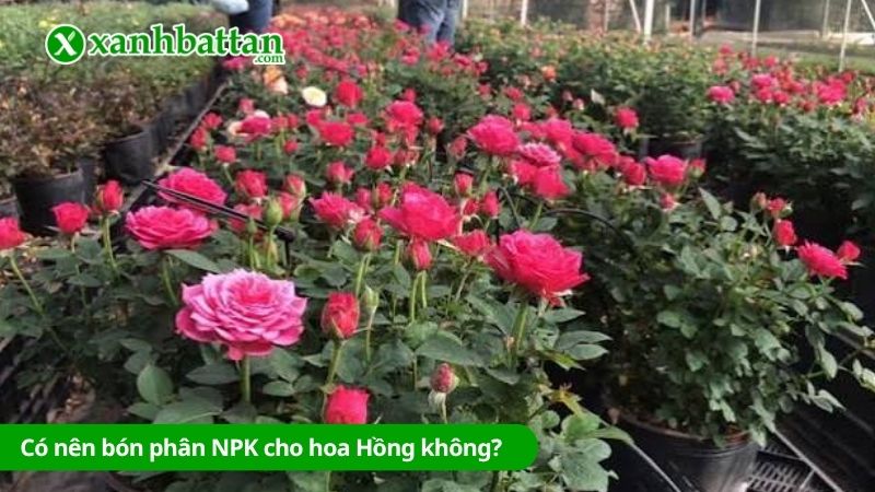 Có nên bón phân NPK cho hoa Hồng không?