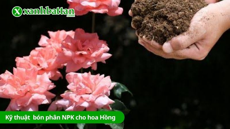 Kỹ thuật bón phân NPK cho hoa Hồng đúng cách