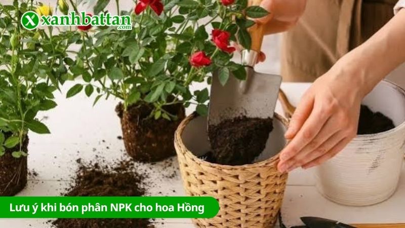 Lưu ý khi sử dụng phân NPK để bón cho hoa Hồng