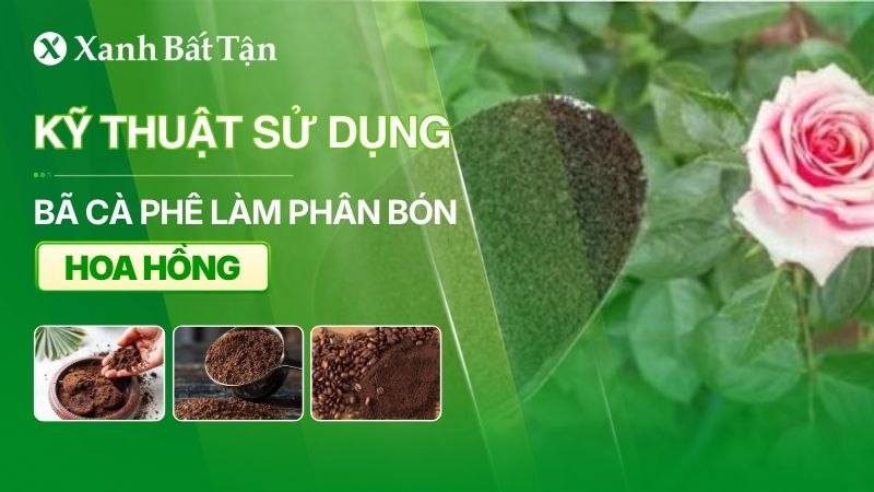 Có nên sử dụng bã cà phê để làm phân bón cho hoa Hồng không?