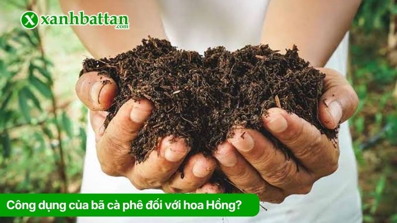 Công dụng của bã cà phê đối với hoa Hồng?