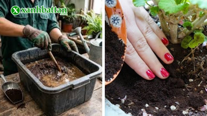 Cách sử dụng bã cà phê để bón cây hoa Hồng