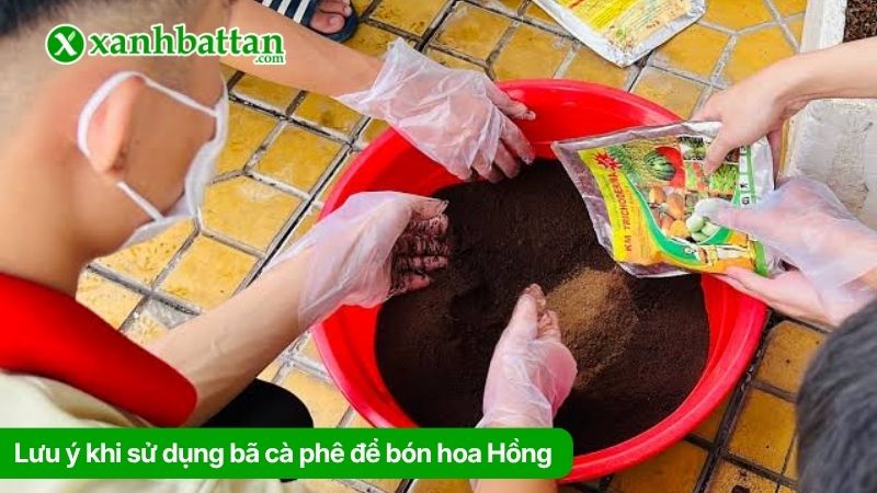 Lưu ý khi sử dụng bã cà phê để bón hoa Hồng
