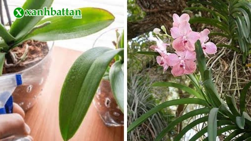 Hướng dẫn cách sử dụng Combo 8 chăm sóc Lan toàn diện