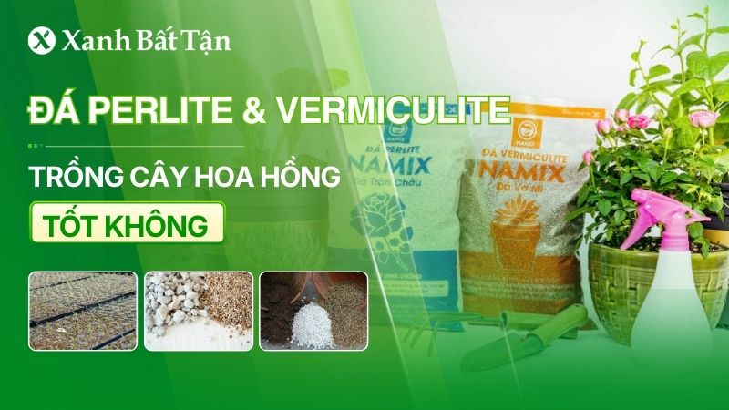 Đá Perlite và Vermiculite: Giá thể nào tốt cho hoa Hồng?