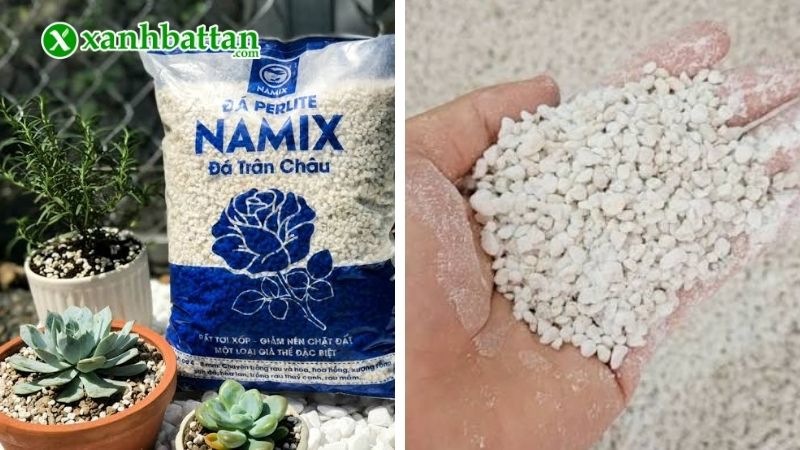 Đá Perlite trồng hoa Hồng là gì?