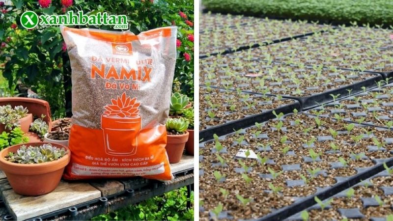 Giá thể trồng hoa hồng Vermiculite là gì?