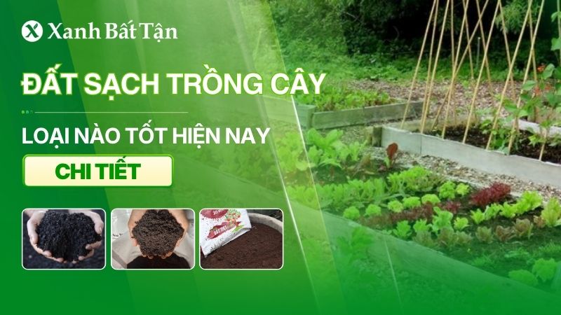 Đất trồng cây loại nào tốt hiện nay?