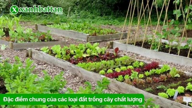 Đặc điểm chung của các loại đất trồng cây chất lượng