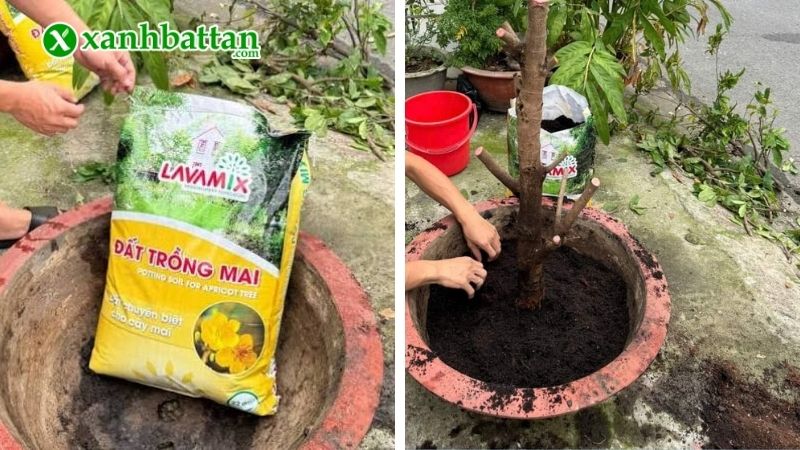 Đất trồng Mai Lavamix hữu cơ