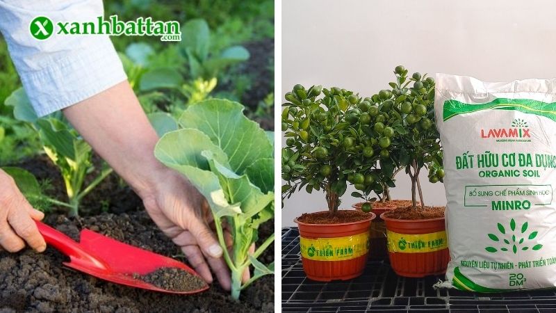 Đất sạch trồng cây, rau màu, hoa kiểng Lavamix