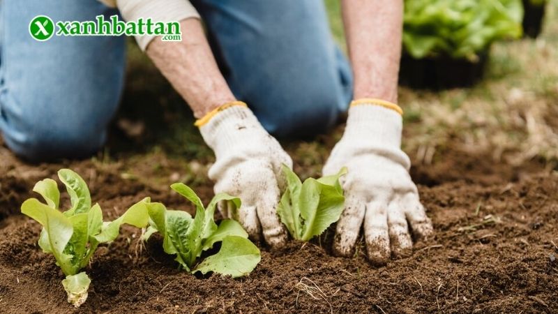 Lưu ý khi lựa chọn giá thể đất sạch trồng cây