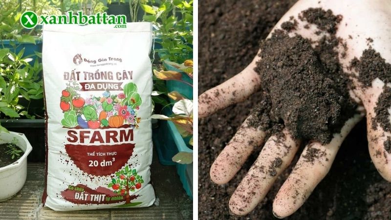 Đất trồng cây đa dụng Sfarm giàu dinh dưỡng