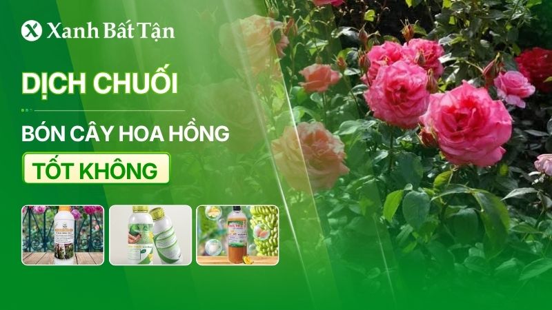 Dịch chuối bón hoa Hồng có thật sự tốt không?