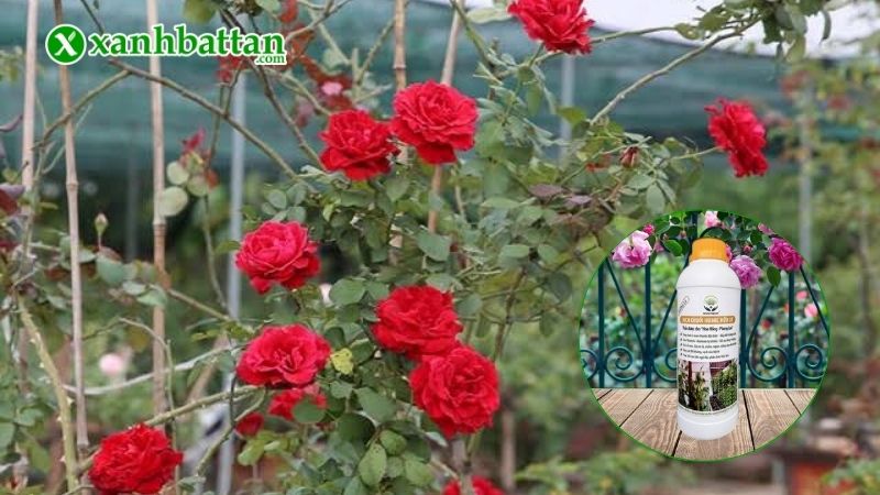 Dịch chuối bón hoa Hồng là gì? Công dụng?