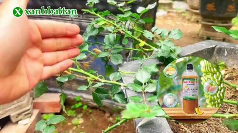 Cách 1: Tưới dịch chuối cho hoa Hồng qua gốc