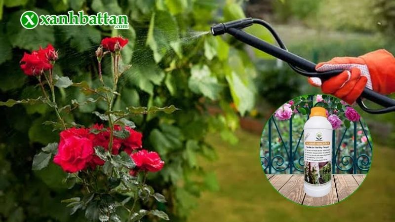 Cách 2: Phun dịch chuối cho hoa Hồng qua lá