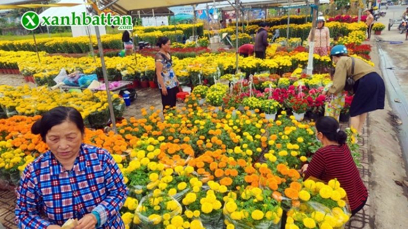 Hình ảnh các loại hoa trồng Tết đẹp trong năm
