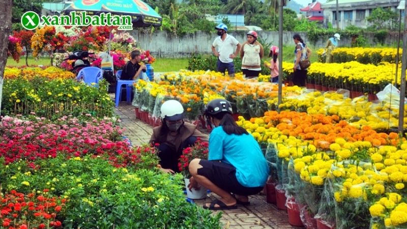 Hình ảnh các loại hoa trồng Tết đẹp trong năm