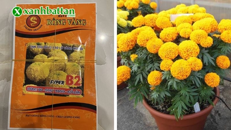 Hạt giống hoa Vạn thọ