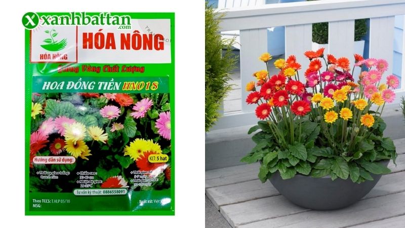 Hạt giống hoa đồng tiền