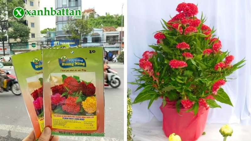 Hạt giống hoa mào gà