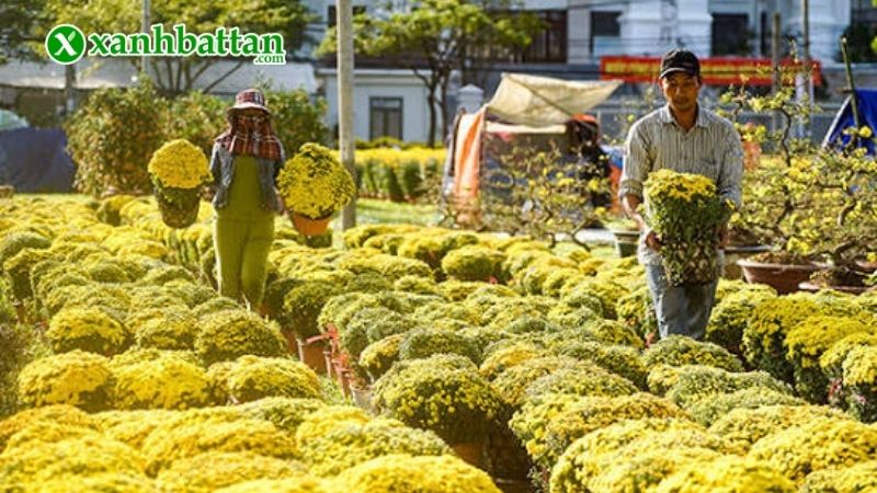 Hình ảnh các loại hoa trồng Tết đẹp trong năm