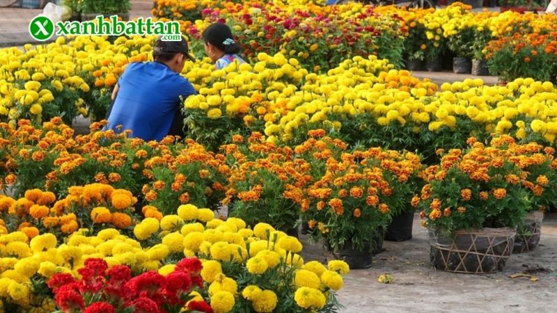 Hình ảnh các loại hoa trồng Tết đẹp trong năm