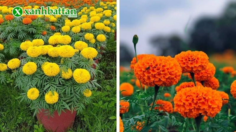 Hạt giống Vạn thọ bông to là gì?