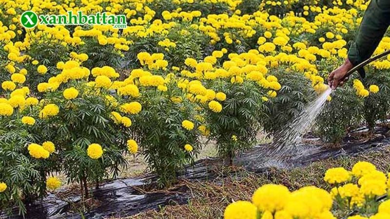 Đặc điểm của hạt giống Vạn thọ bông to?