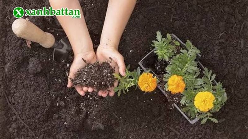 Chuẩn bị đất và giá thể gieo hạt