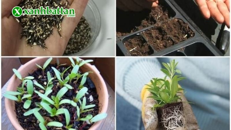 Chăm sóc cây Vạn thọ sau khi nảy mầm