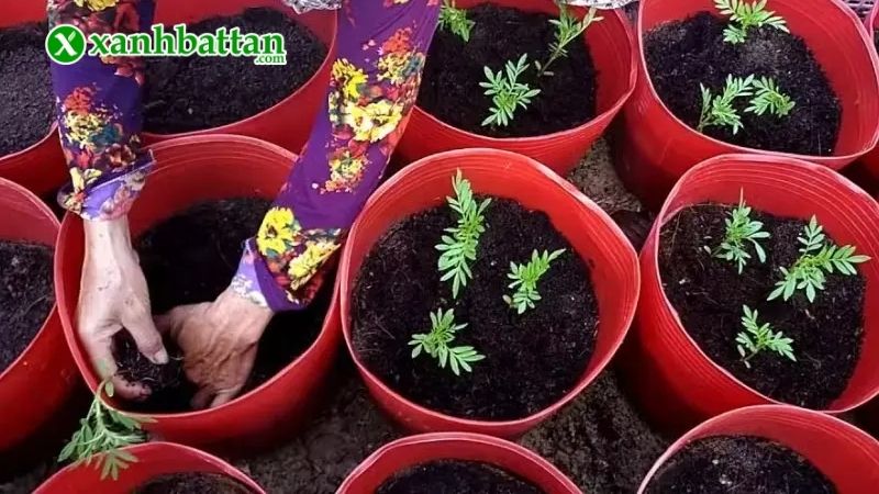 Tưới nước và bón phân cho cây
