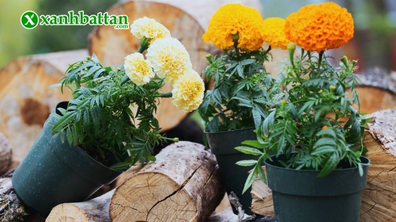 Bấm ngọn và tạo tán cho Vạn thọ bông to