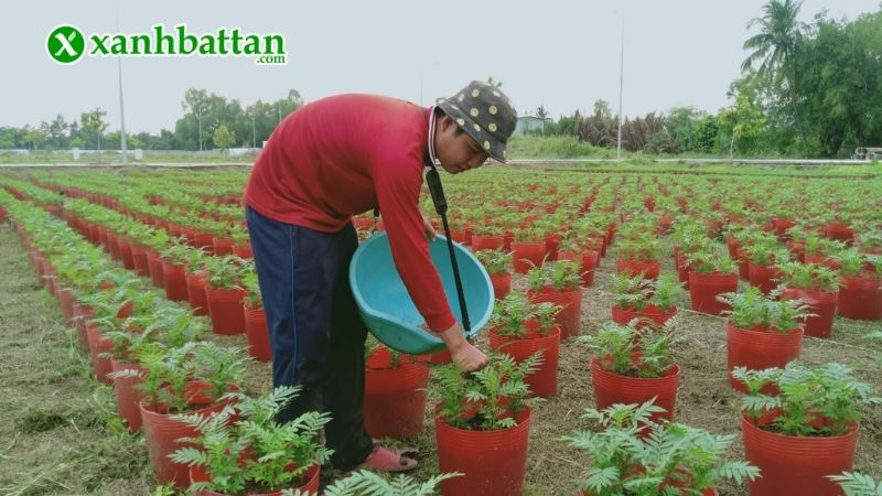 Lưu ý cách chăm sóc cây Vạn thọ nở hoa đúng Tết
