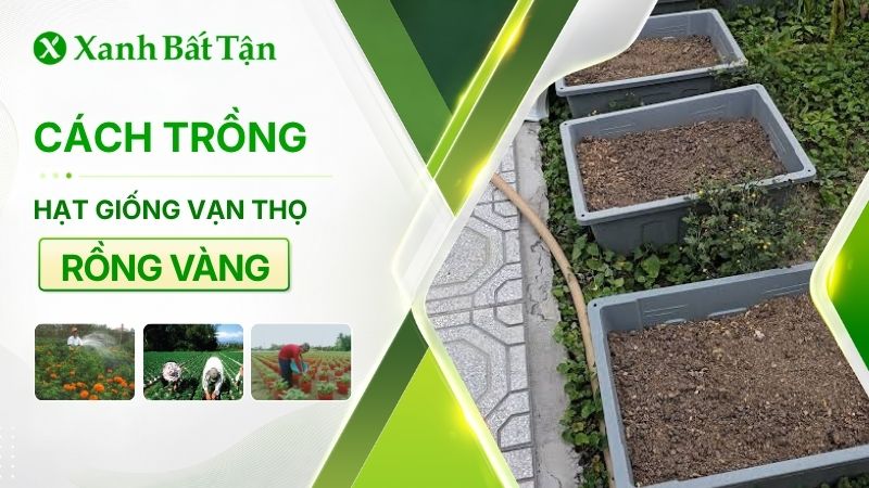 Cách trồng hạt giống Vạn thọ rồng vàng chi tiết