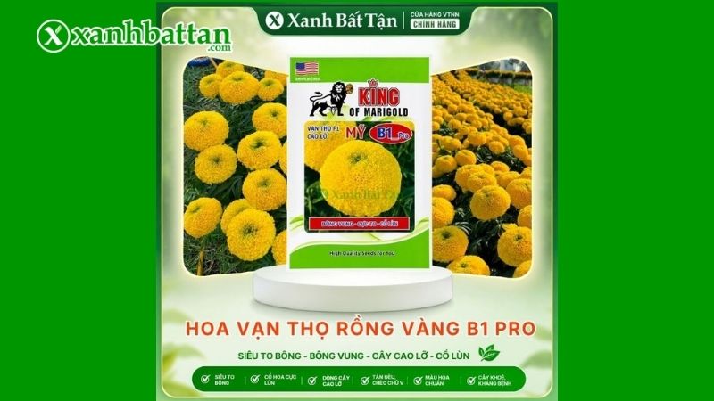 Đặc điểm của hạt giống Vạn thọ rồng vàng?