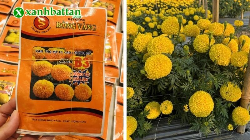 Lợi ích khi gieo trồng giống Vạn thọ rồng vàng?