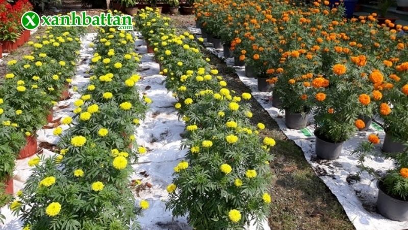 Kỹ thuật gieo hạt giống Vạn thọ rồng vàng