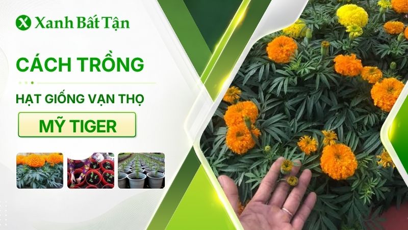 Tìm hiểu về hạt giống vạn thọ Mỹ Tiger
